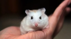 Ce pericol este un hamster pentru copii și adulți